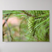 Green Long Leaf Pine Cone
