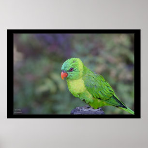 Green Lorikeet Poster