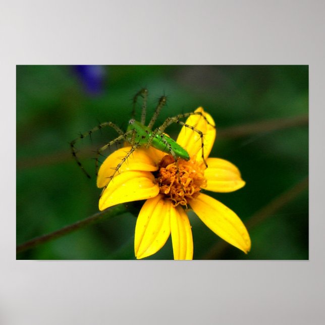 Green Lynx Spider Poster (Front)