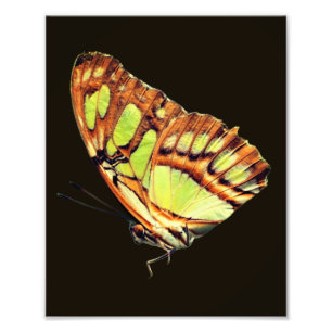 Green Malachite Butterfly Posing Close Up 8x10 Photo Print