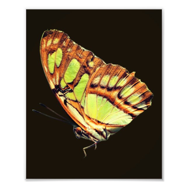 Green Malachite Butterfly Posing Close Up 8x10 Photo Print (Front)