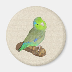 Green male parrotlet magnet