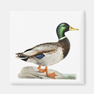 Green Mallard Duck Hunting Nature Art Magnet
