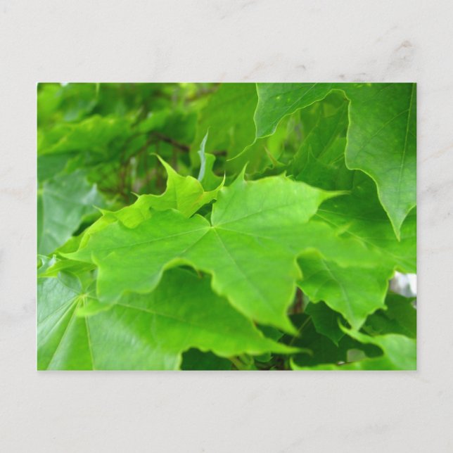 Green Maple Postcard (Front)