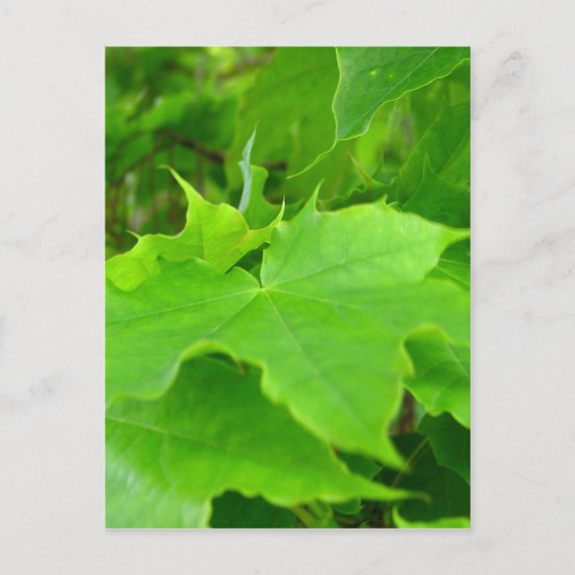 Green Maple Postcard (Front)