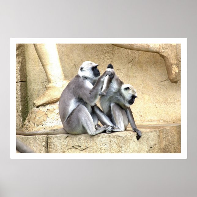 Green Monkeys Grooming Poster (Front)