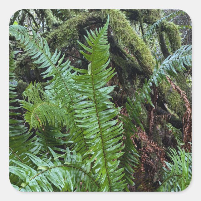 Green Moss And Ferns Square Sticker (Front)