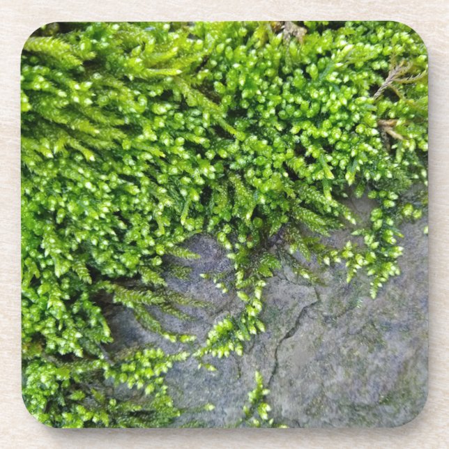 Green moss Entodon seductrix on grey stone Coaster (Front)