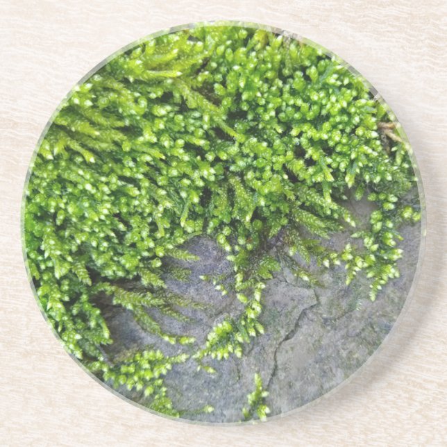 Green moss Entodon seductrix on grey stone Coaster (Front)