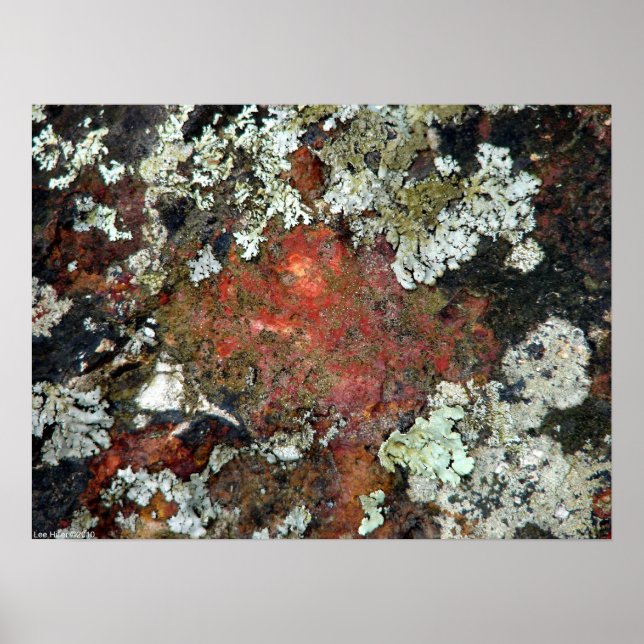 Green Moss & Lichen on a Red Rock Poster (Front)