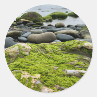 Green Moss Rocks Classic Round Sticker