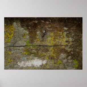 Green moss texture and background. abstract, alive poster