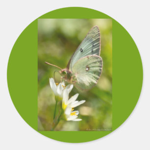 Green Moth on False Garlic Apparel and Gifts Classic Round Sticker