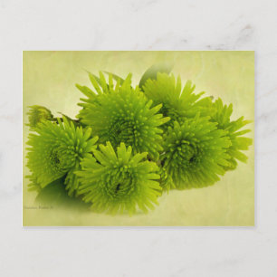 Green Mums Postcard