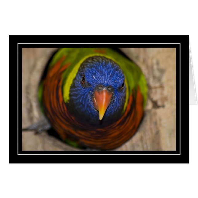 Green-Naped Lorikeet Blank Card (Front Horizontal)