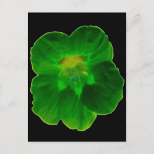 Green Nasturtium Postcard