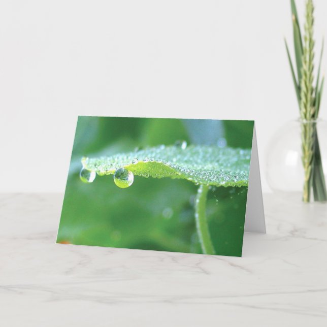 Green Nasturtium With Dew, Poetry of Nature Card (Front)