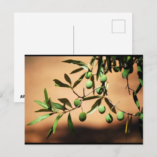 Green Olives on Branch Postcard (Front/Back)