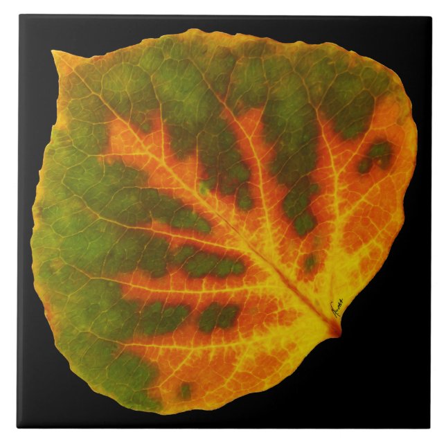 Green Orange & Yellow Aspen Leaf #1 Ceramic Tile (Front)