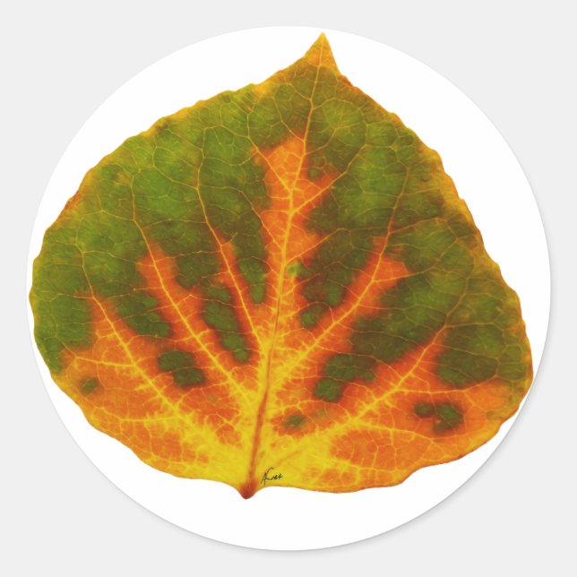 Green Orange & Yellow Aspen Leaf #1 Classic Round Sticker (Front)
