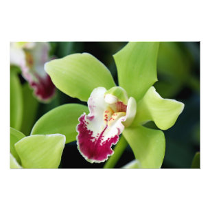 Green Orchid Photo Print