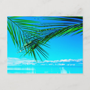 Green Palm in Blue Sky Postcard
