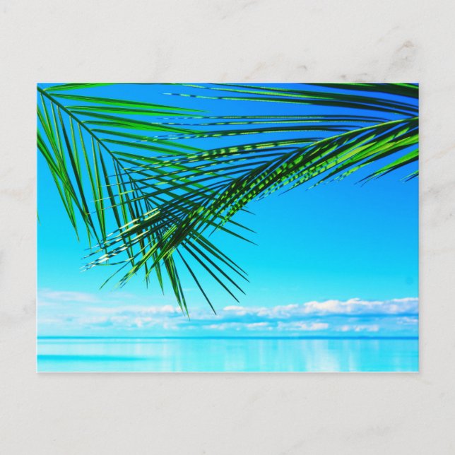 Green Palm in Blue Sky Postcard (Front)