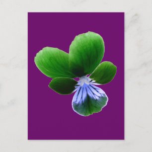 Green Pansy Postcard