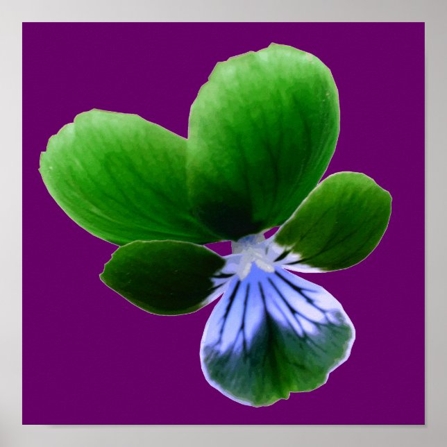 Green Pansy Print (Front)