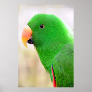 Green Parakeet of Mexico Poster