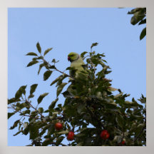 Green Parakeet
