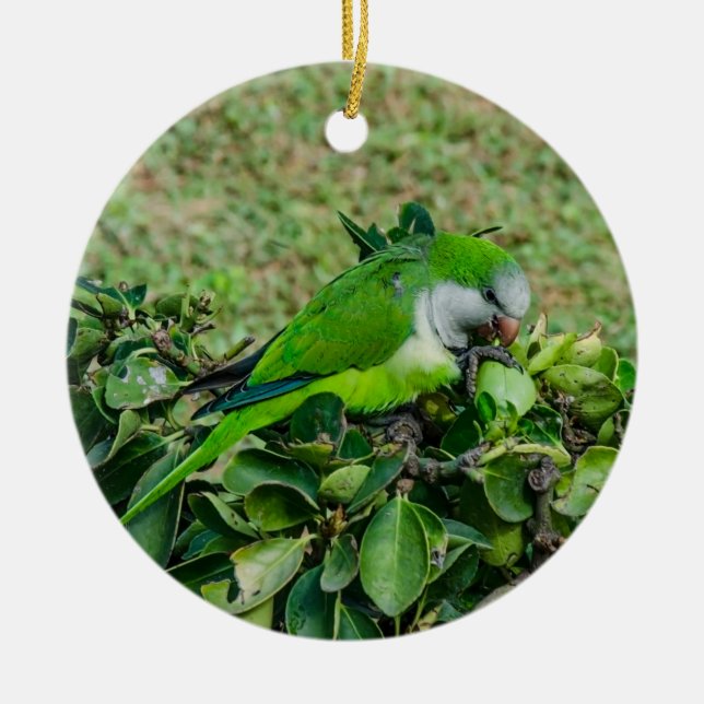 Green parrot ceramic ornament (Front)