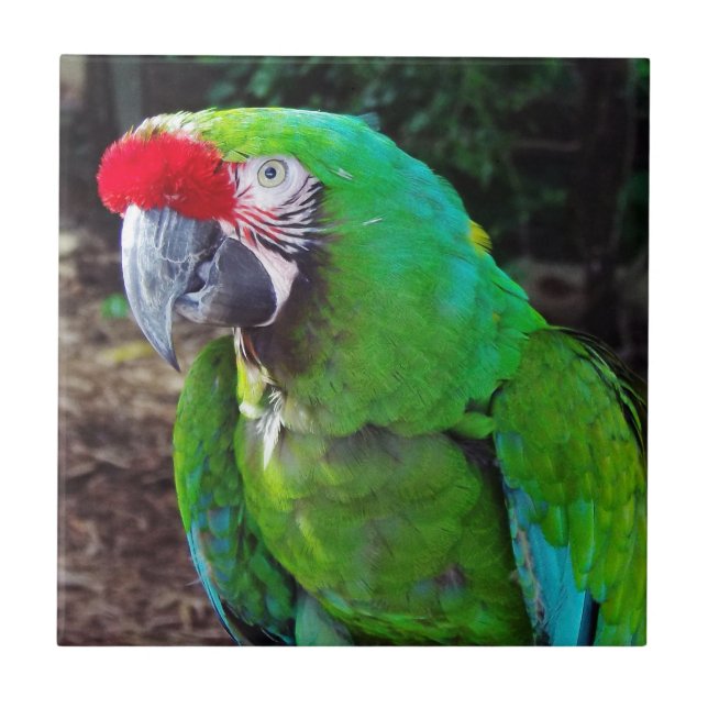 Green Parrot Ceramic Tile (Front)