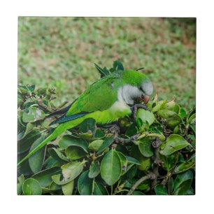 Green parrot ceramic tile