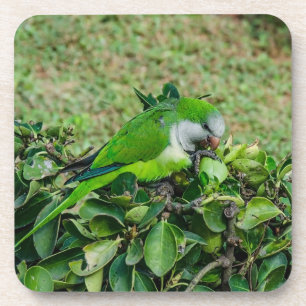 Green parrot coaster
