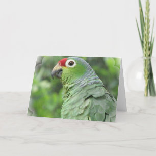 Green Parrot Greeting Card