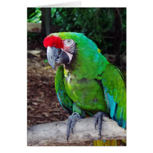 Green Parrot Greeting Card