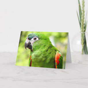 Green Parrot Greeting Card 2