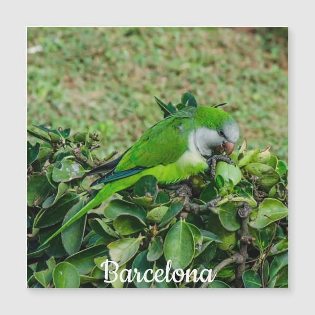 Green parrot magnet (Front)
