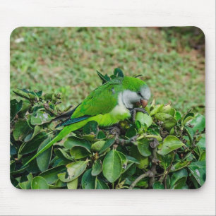 Green parrot mouse pad