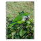 Green parrot
