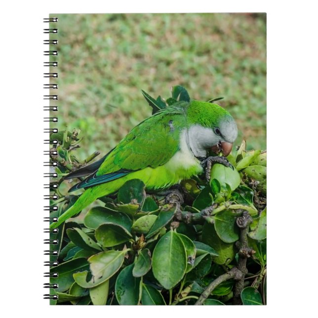Green parrot notebook (Front)