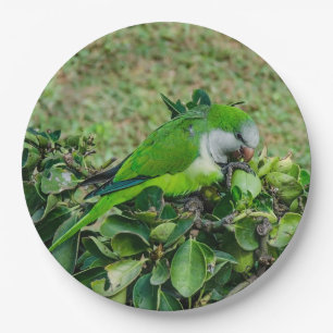 Green parrot paper plate