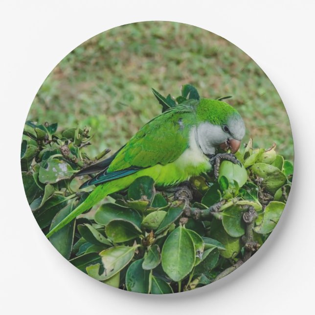 Green parrot paper plate (Front)