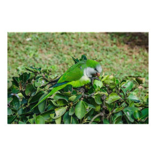 Green parrot photo print