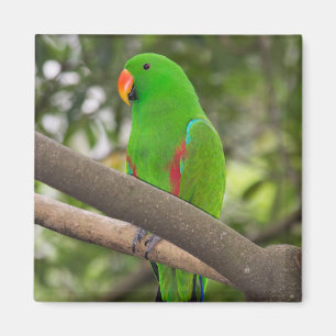 Green Parrot Portrait Magnet