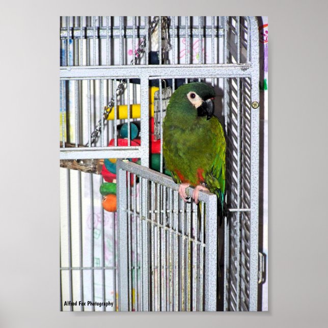 Green Parrot Portrait Poster (Front)