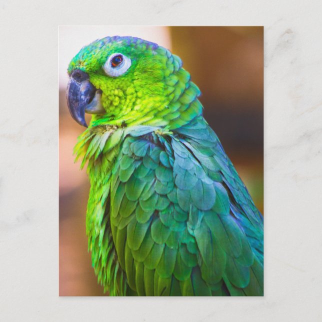Green Parrot Postcard (Front)