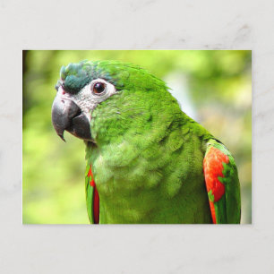 Green Parrot Postcard 2