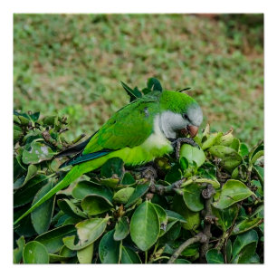 Green parrot poster